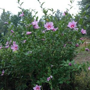 Meet your Posher, Gracie